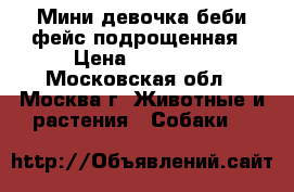 Мини девочка беби фейс подрощенная › Цена ­ 15 000 - Московская обл., Москва г. Животные и растения » Собаки   